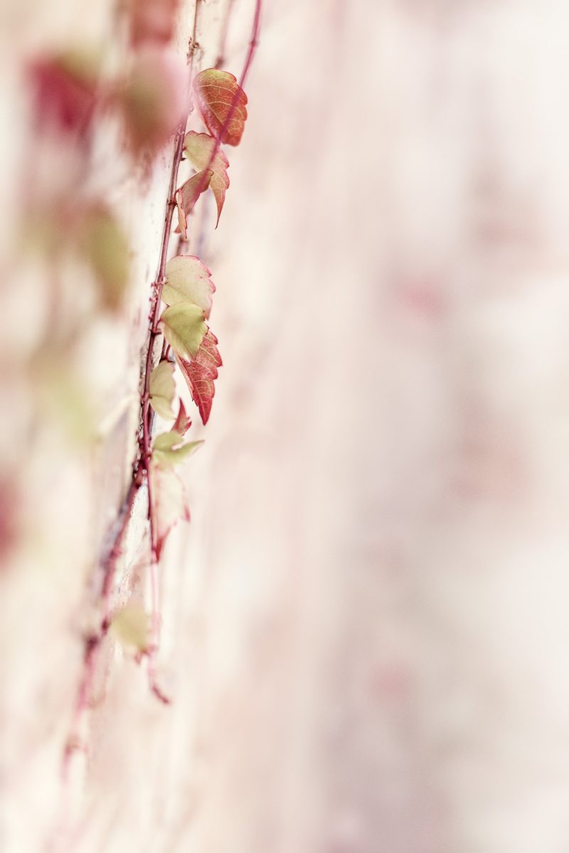 Dreamy Autumn Vine — Ltd Ed Print