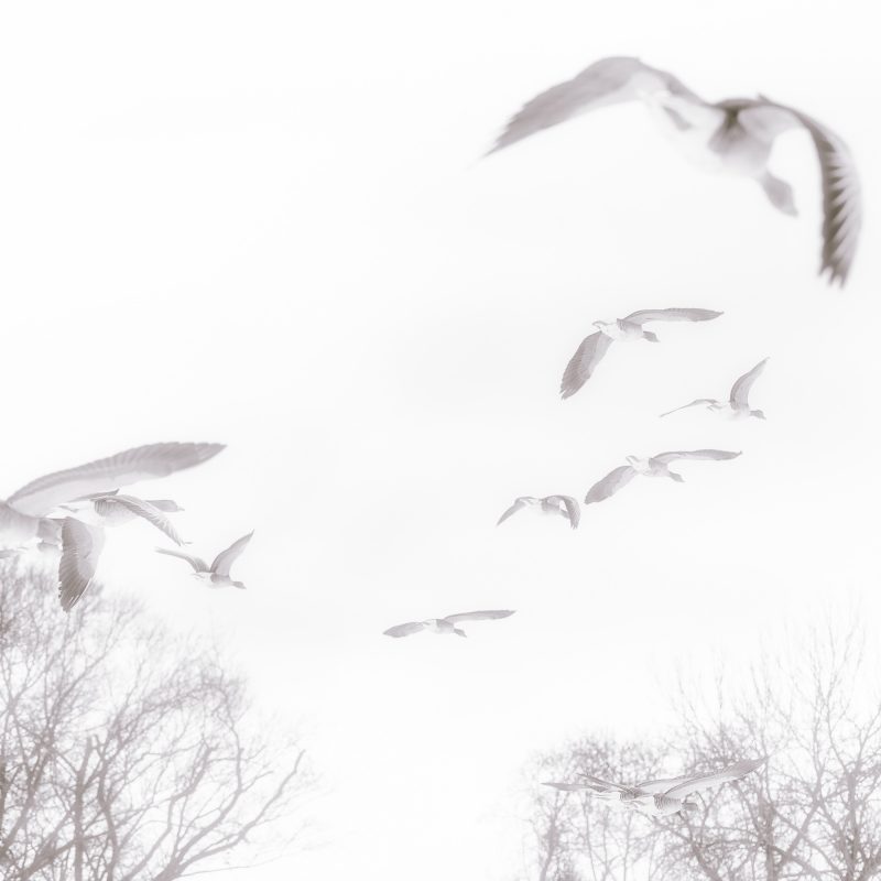 Flight — Ltd Ed Print