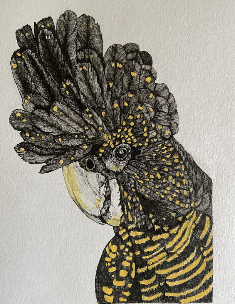 Red Tailed Black Cockatoo