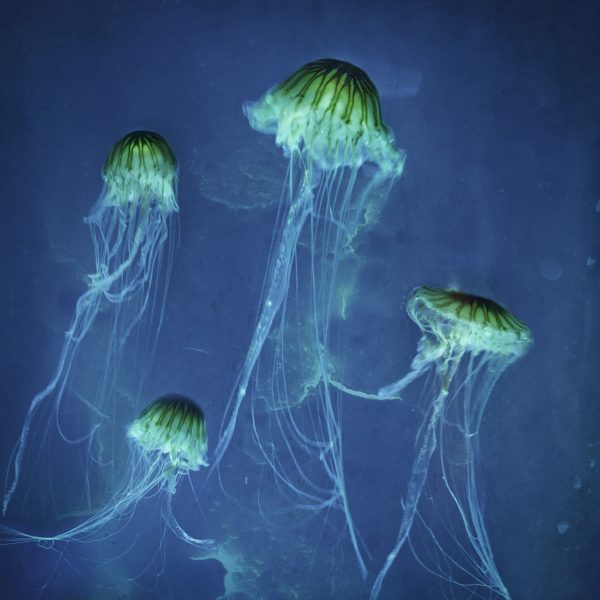 Jellyfishdubai1ab300