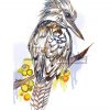 Kookaburra Colour