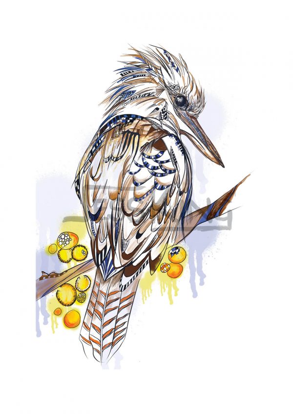 Kookaburra Colour
