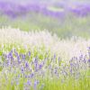 Lavender Field