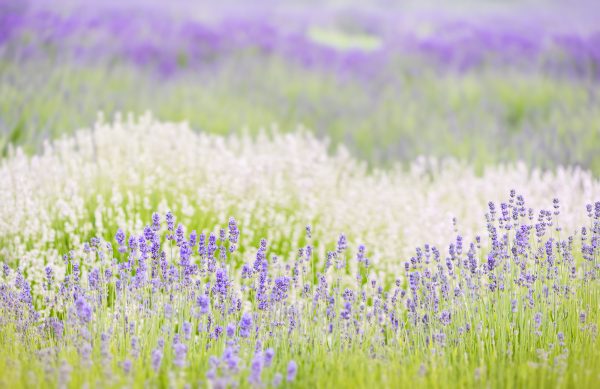 Lavender Field