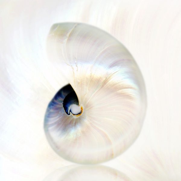 Nautiluswhite1new Jan 2018