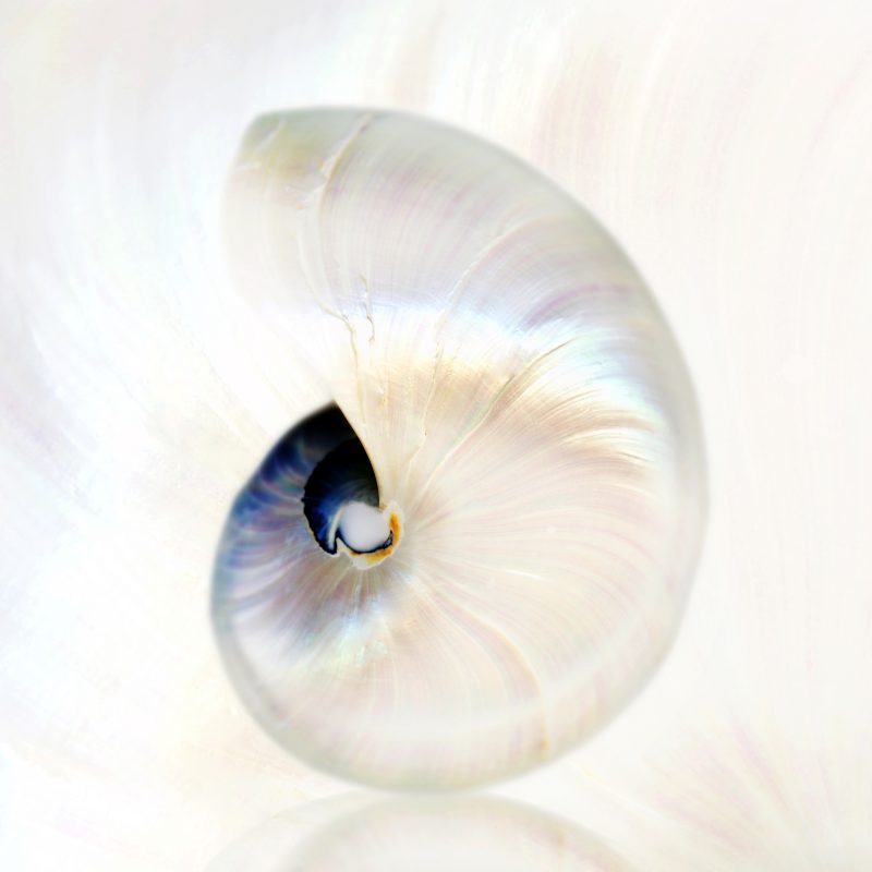 White Nautilus