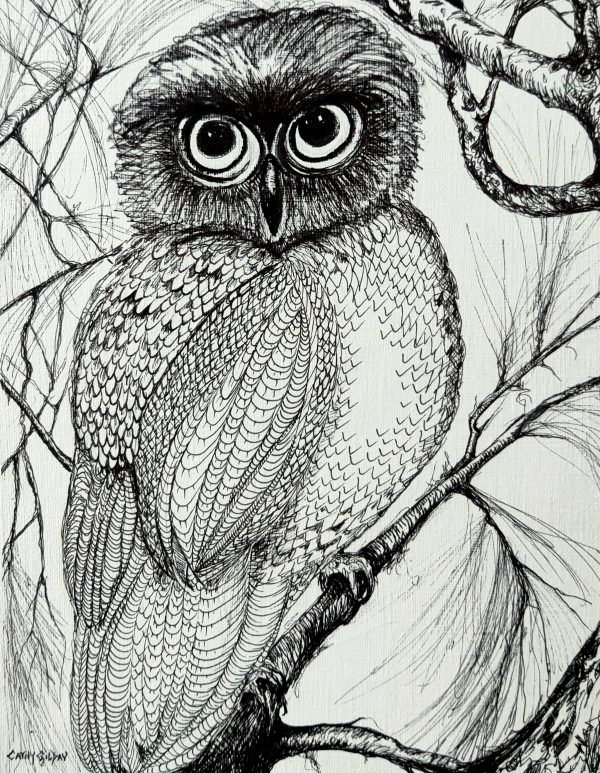 Owl In Pen
