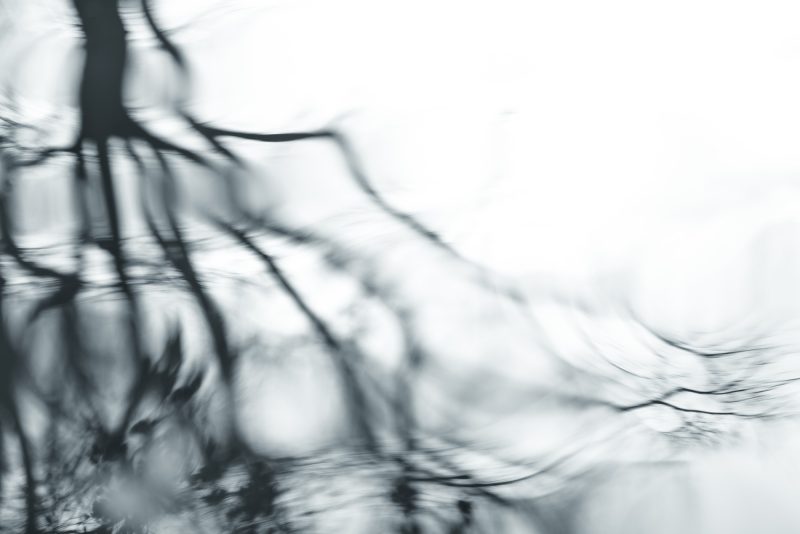 Reflected Branches — Ltd Ed Print