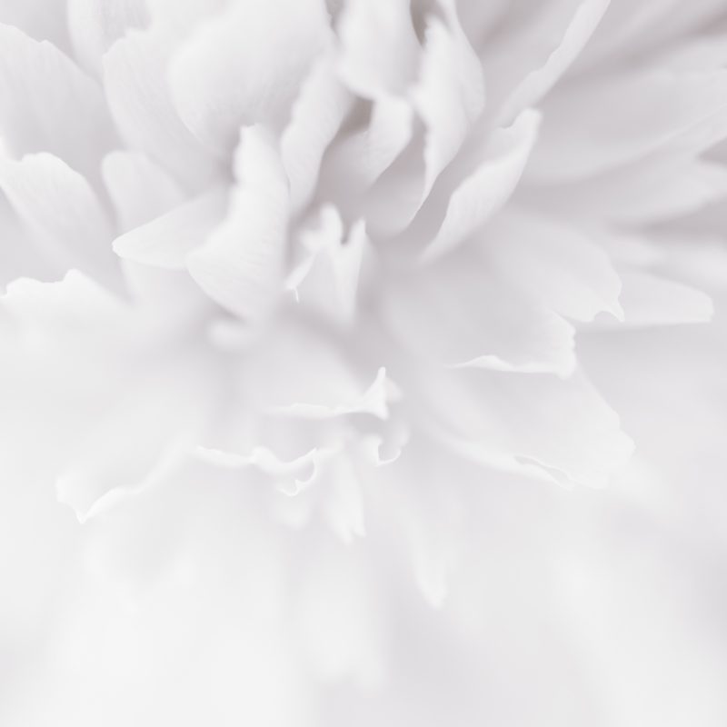 Summer — Ltd Ed Print