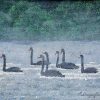 Swans In The Mist