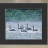 Swans In The Mist Framed