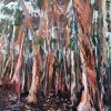 Eucalyptus Forest 4
