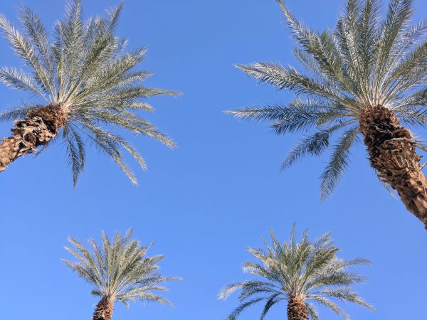 House Rules Perth 4 Palms Virginia Star