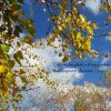 Photo For Autumn Sky Painting