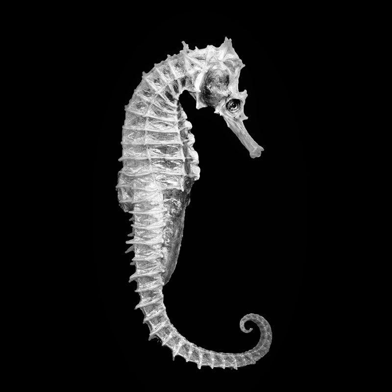 Seahorse