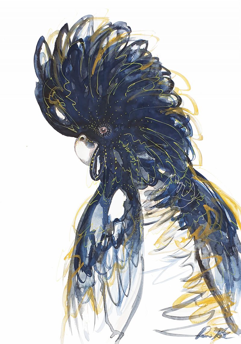 Alfie the Black Cockatoo