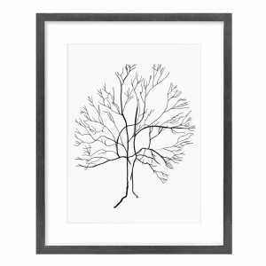 Australis Tree 1.1