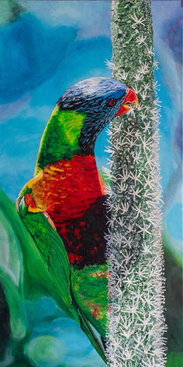 Balga Feeding Rainbows 3 Rlb F