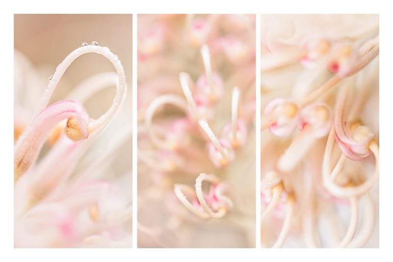Grevillea Blush – Detail Triptych — Ltd Ed Print