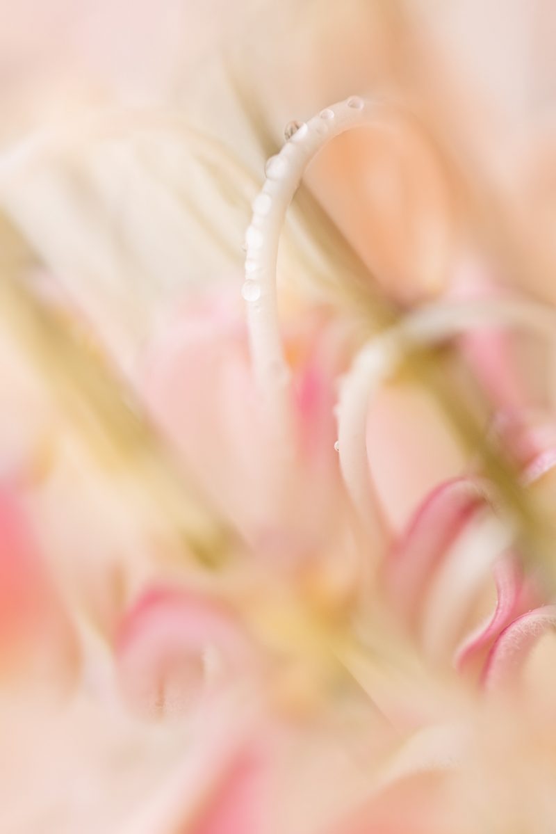 Grevillea World — Ltd Ed Print