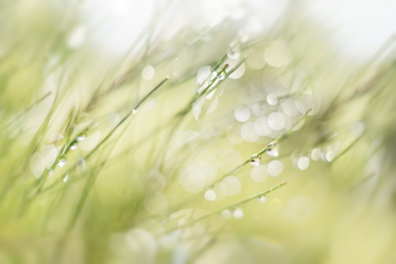 Morning Light — Ltd Ed Print