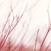 Crimson Autumn Stem Study 1
