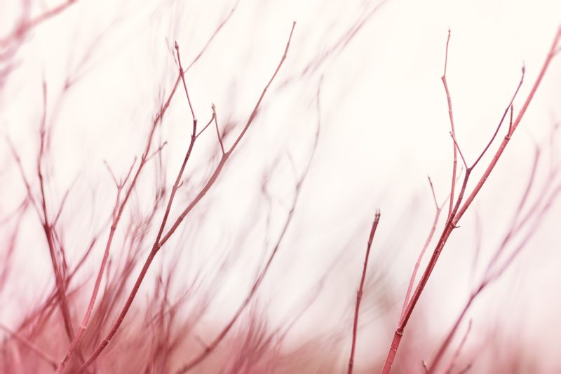 Autumn Stem Study – Dogwood — Ltd Ed Print