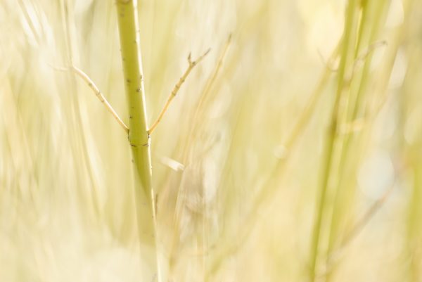 Green Stem Study Autumn 1