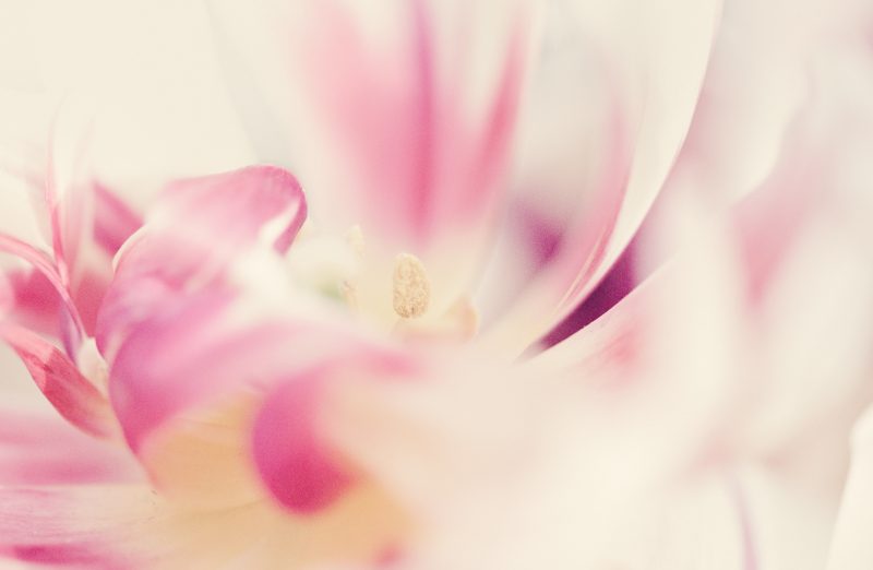 The Secret Place — Ltd Ed Print