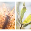 Autumn Triptytch