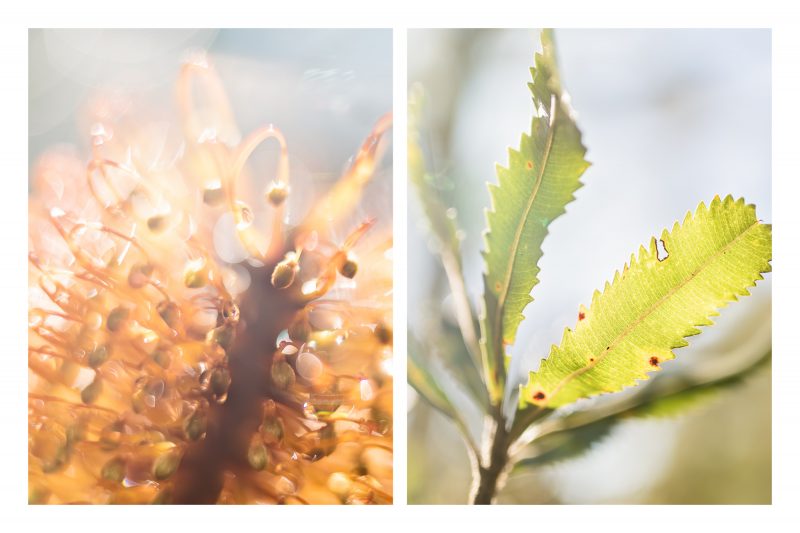 Banksia Diptych — Ltd Ed Print