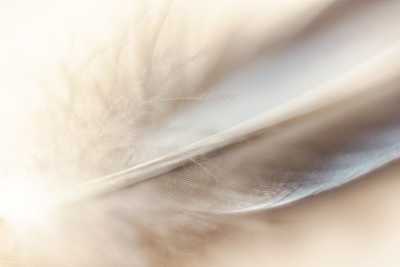 Morning Gift — Ltd Ed Print