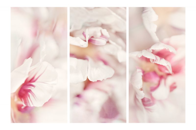 Tulip Detail Triptych — Ltd Ed Print