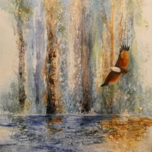 New Life On The River, Brahminy Kite,