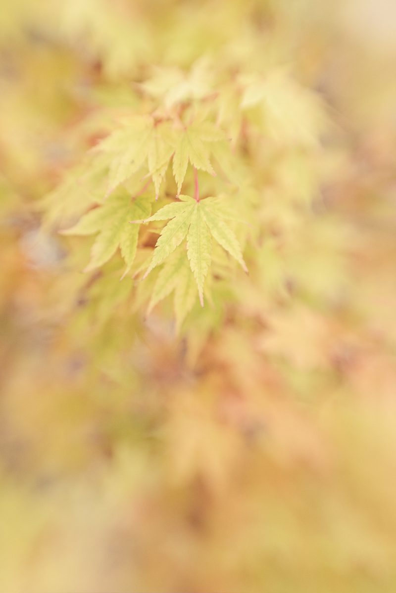 Autumn Gold — Ltd Ed Print