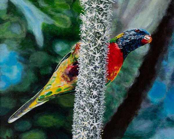 Balga Feeding Rainbows Rlb