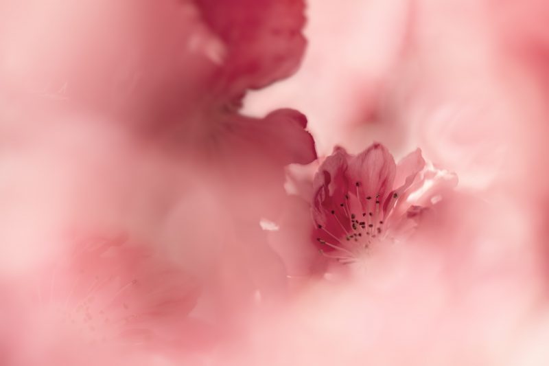 Blossom Cloud — Ltd Ed Print