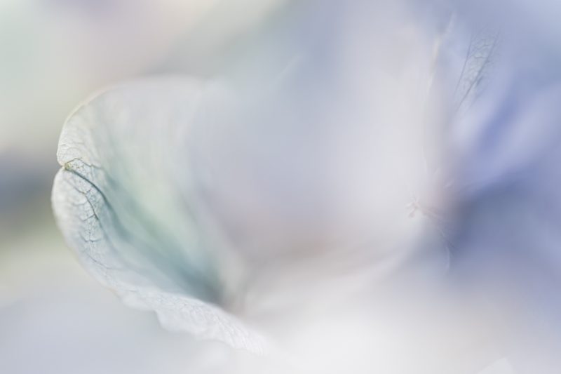 Blue Hydrangea Tones — Ltd Ed Print