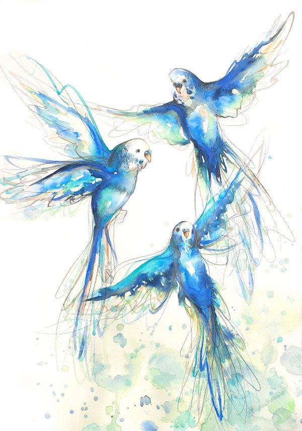 Budgerigar Blue And Green Leni Kae 3