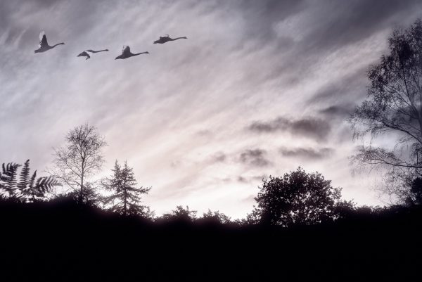 Flight Of Swans