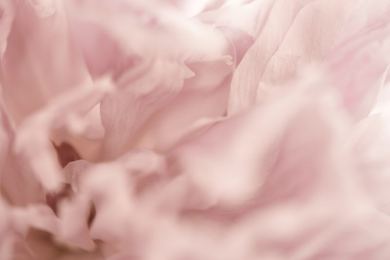 Gentleness — Ltd Ed Print