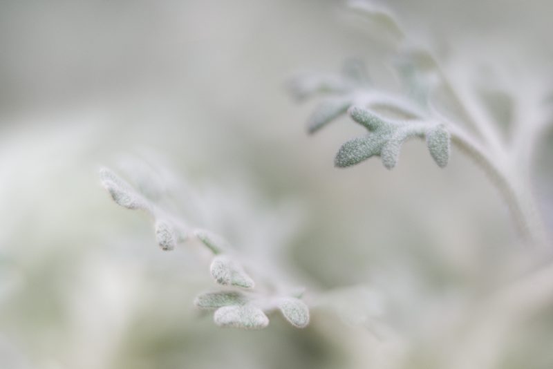 Mid Winter Dream — Ltd Ed Print