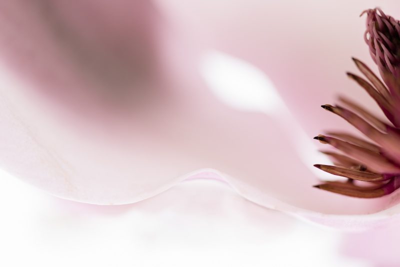 Pink Magnolia — Ltd Ed Print