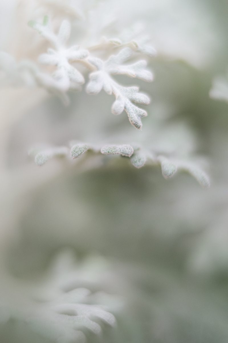 Softly — Ltd Ed Print