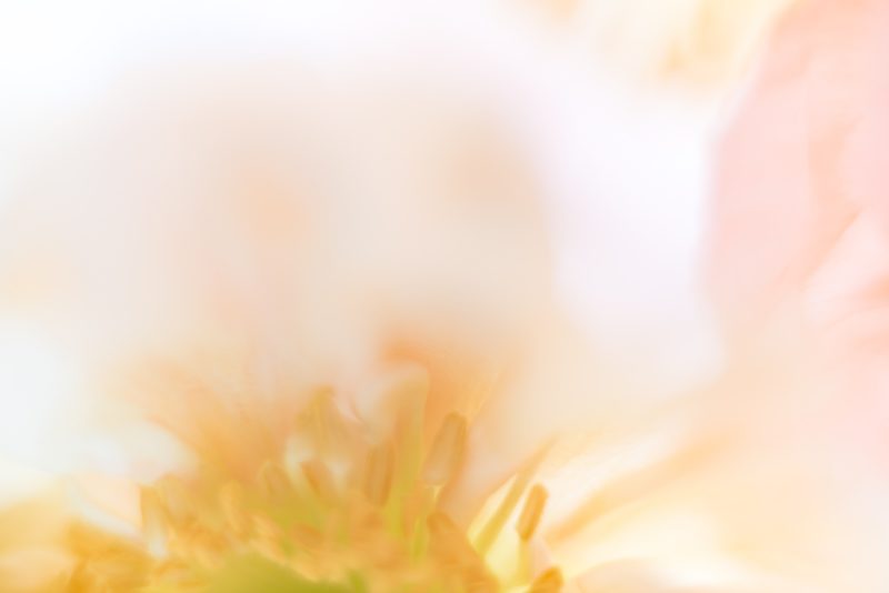 Sunny Poppy — Ltd Ed Print