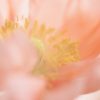 Blush Poppy