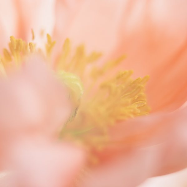 Blush Poppy