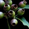 Nadia Culph Photography Gumnuts Art Lovers Australia