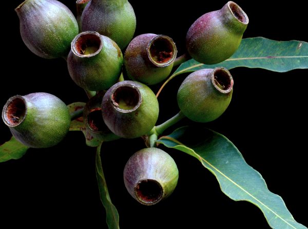 Wildfire Gum Nuts by Nadia Culph