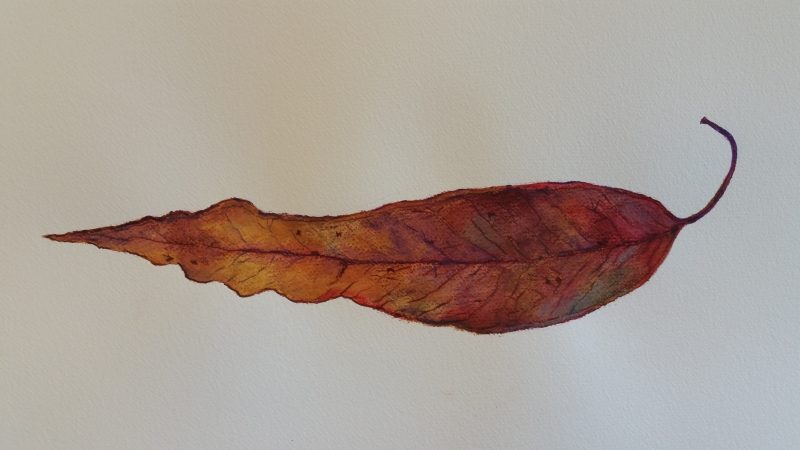 Thursday’s Fallen Leaves